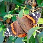 Admiral, Vanessa atalanta