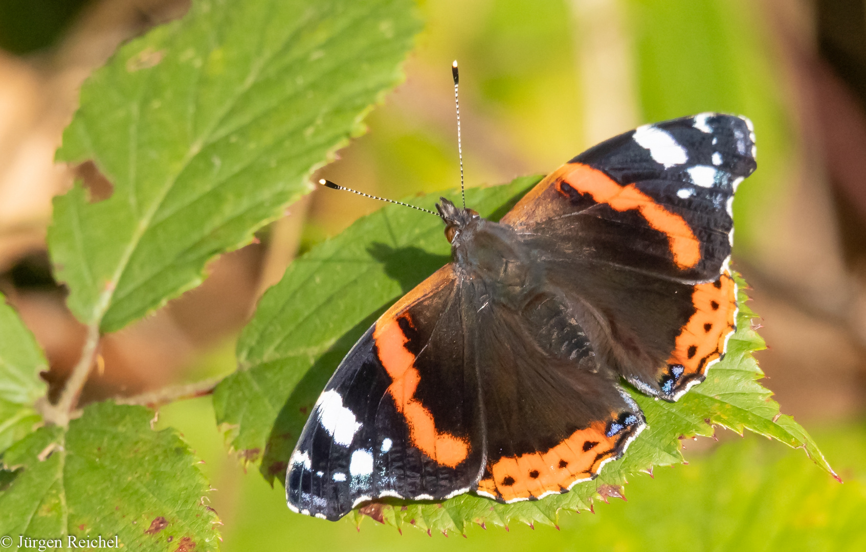 Admiral ( Vanessa atalanta ) 