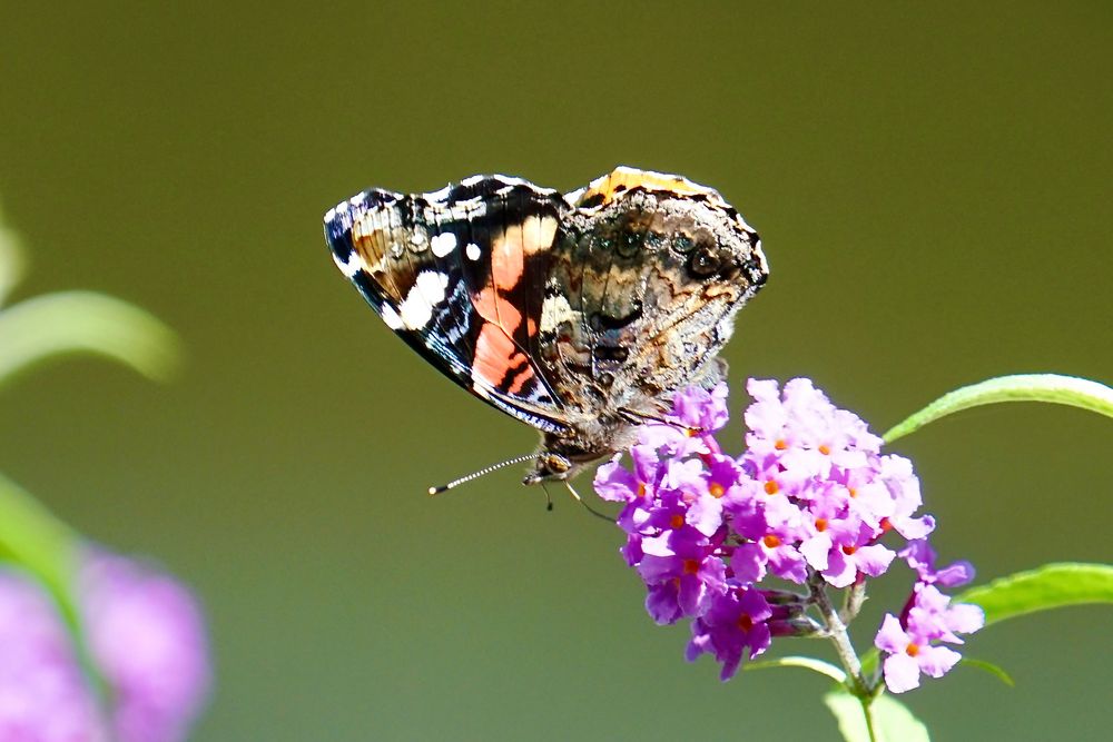 Admiral (Vanessa atalanta)