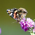 Admiral (Vanessa atalanta)