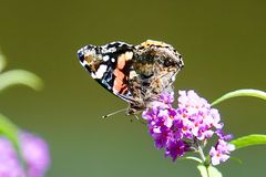 Admiral (Vanessa atalanta)