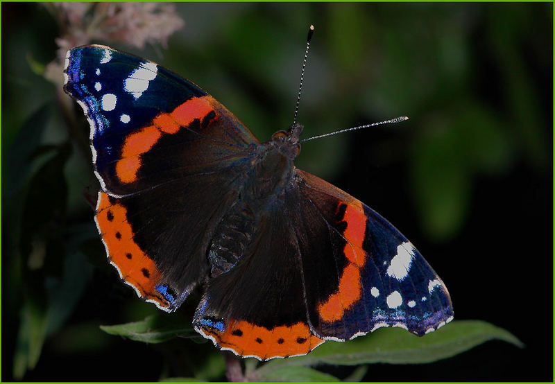 Admiral - Vanessa atalanta