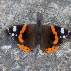 Admiral (Vanessa atalanta)