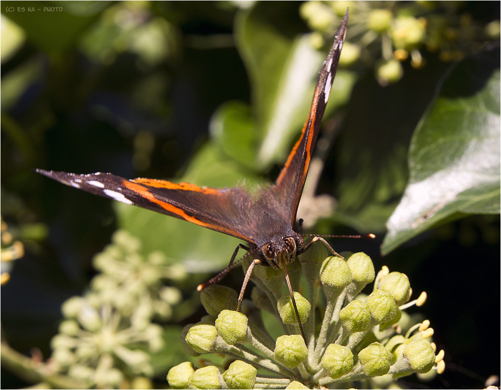 Admiral (Vanessa atalanta)