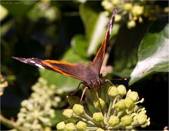 Admiral (Vanessa atalanta)