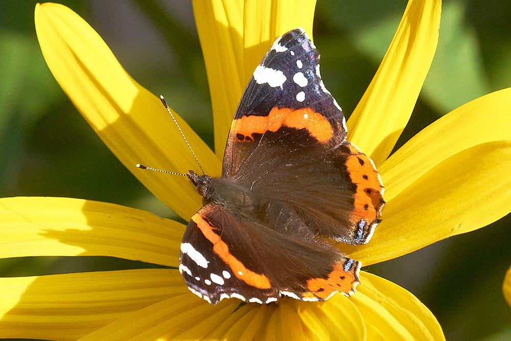 Admiral (Vanessa atalanta)