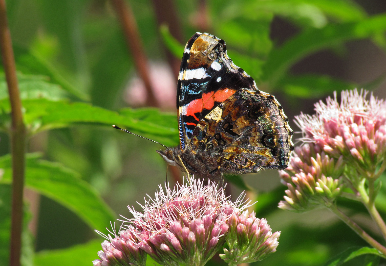 Admiral, Vanessa atalanta, an Wasserdost Nektar saugend, Unterseite, Red Admiral