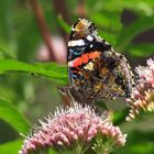 Admiral, Vanessa atalanta, an Wasserdost Nektar saugend, Unterseite, Red Admiral