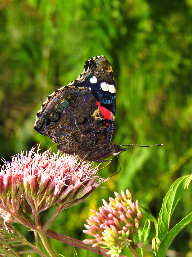 Admiral, Vanessa atalanta, auf Dostblüte