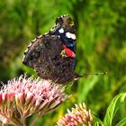 Admiral, Vanessa atalanta, auf Dostblüte