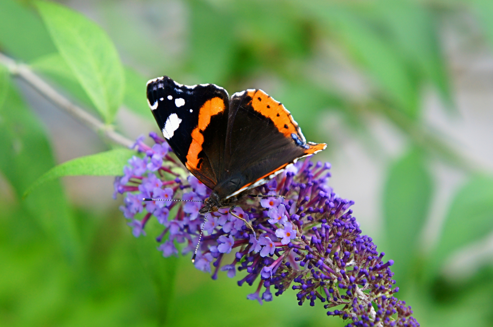 Admiral, Vanessa atalanta auf einem Sommerflieder