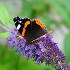 Admiral, Vanessa atalanta auf einem Sommerflieder