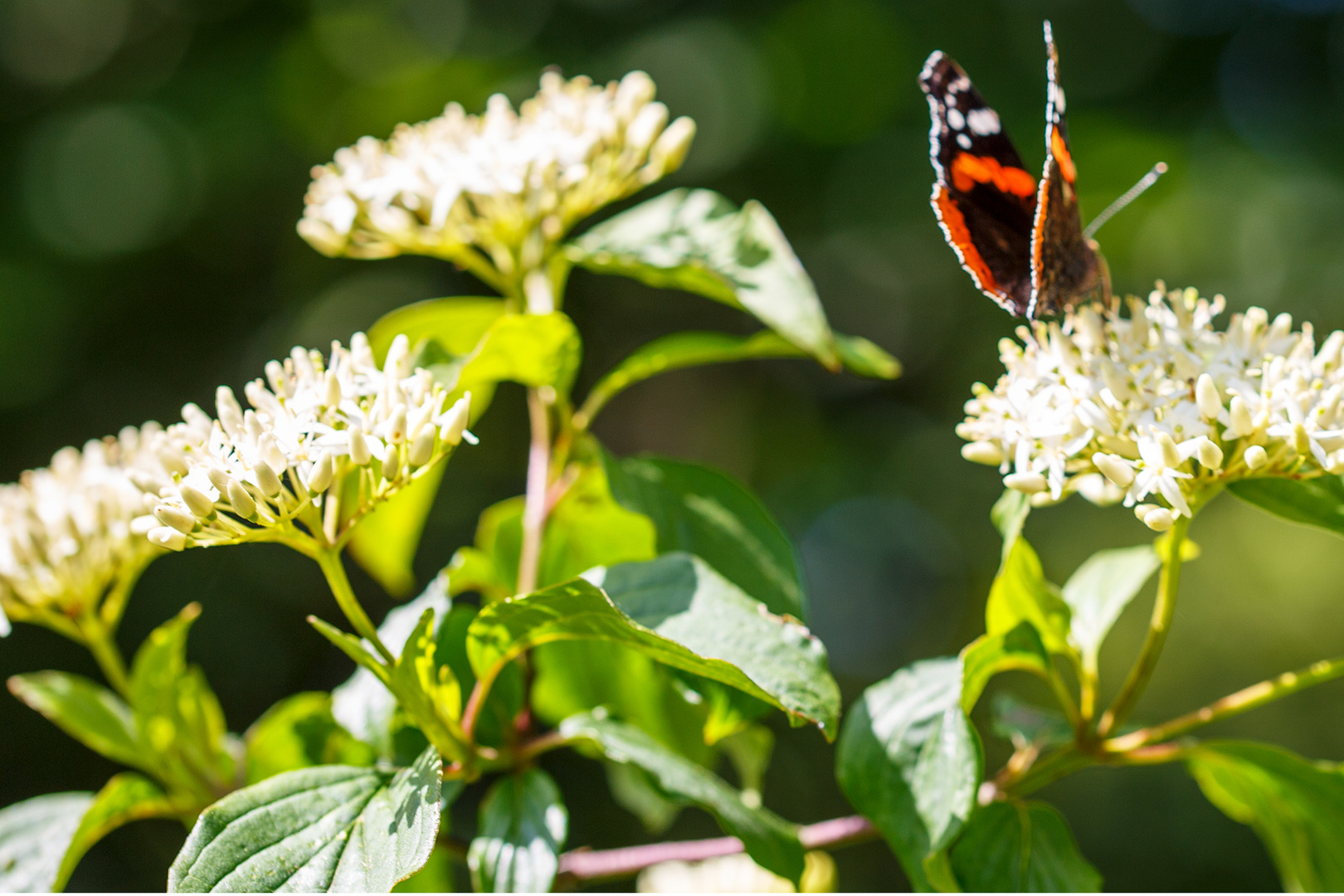 Admiral (Vanessa atalanta) auf Hartriegel