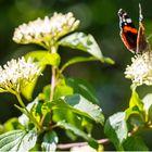 Admiral (Vanessa atalanta) auf Hartriegel