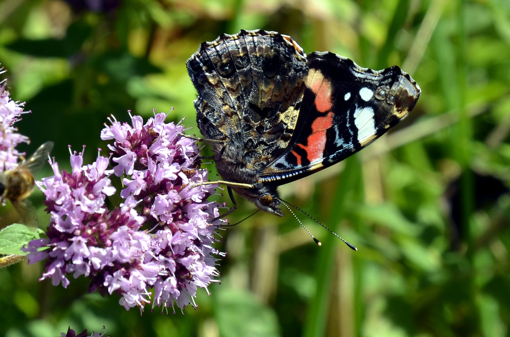 Admiral (Vanessa atalanta) auf Majoran