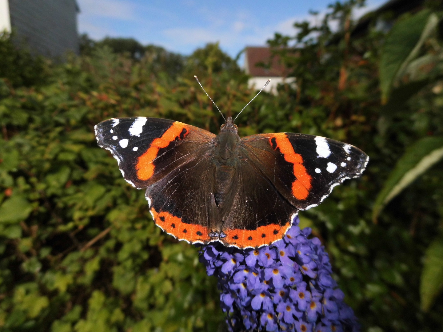 Admiral (Vanessa atalanta) auf Sommerflieder (Buddleja davidii)