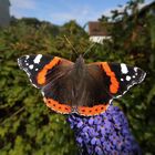 Admiral (Vanessa atalanta) auf Sommerflieder (Buddleja davidii)