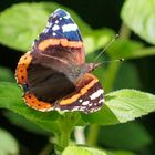 Admiral (Vanessa atalanta) auf Wasserminze