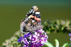 Admiral (Vanessa atalanta)