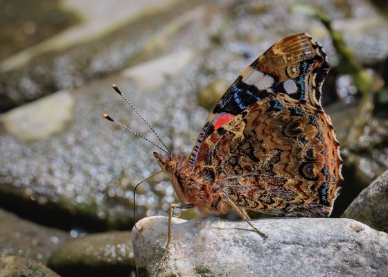 Admiral (Vanessa atalanta)