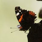 Admiral (Vanessa atalanta)....