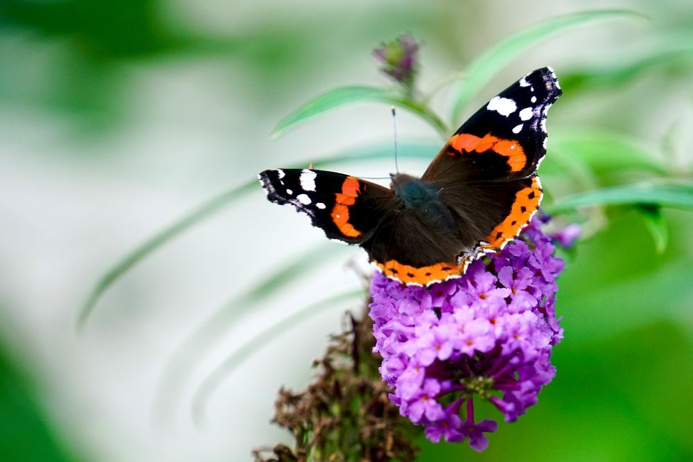 Admiral (Vanessa atalanta)