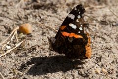 Admiral (Vanessa atalanta)