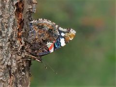 Admiral – Vanessa atalanta