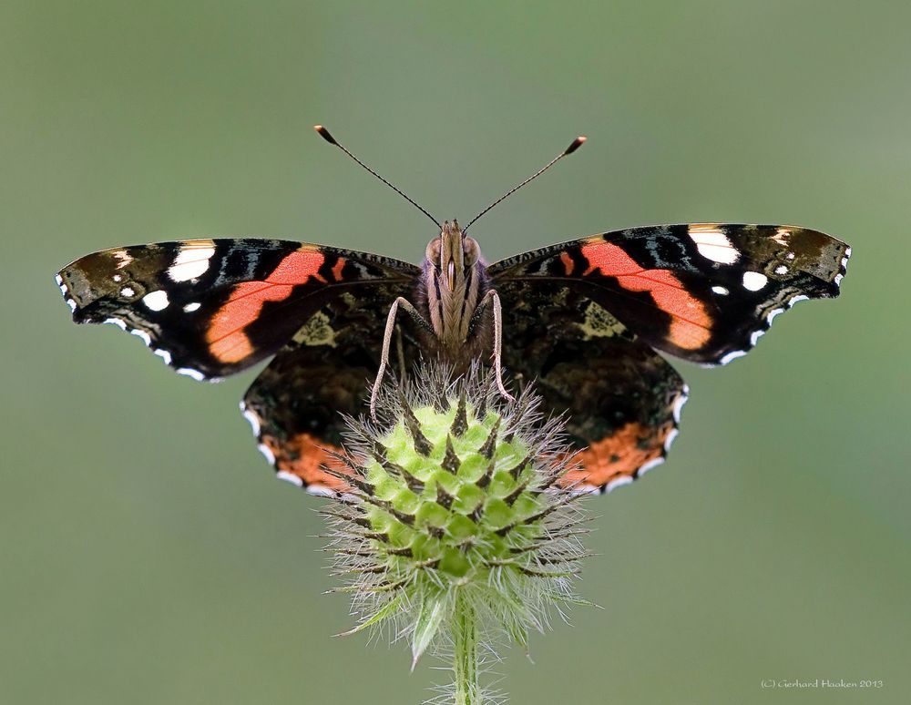 Admiral (Vanessa atalanta)