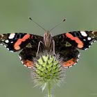 Admiral (Vanessa atalanta)