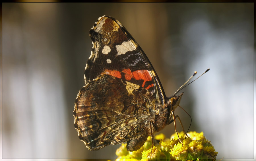 Admiral (Vanessa atalanta)