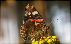 Admiral (Vanessa atalanta)