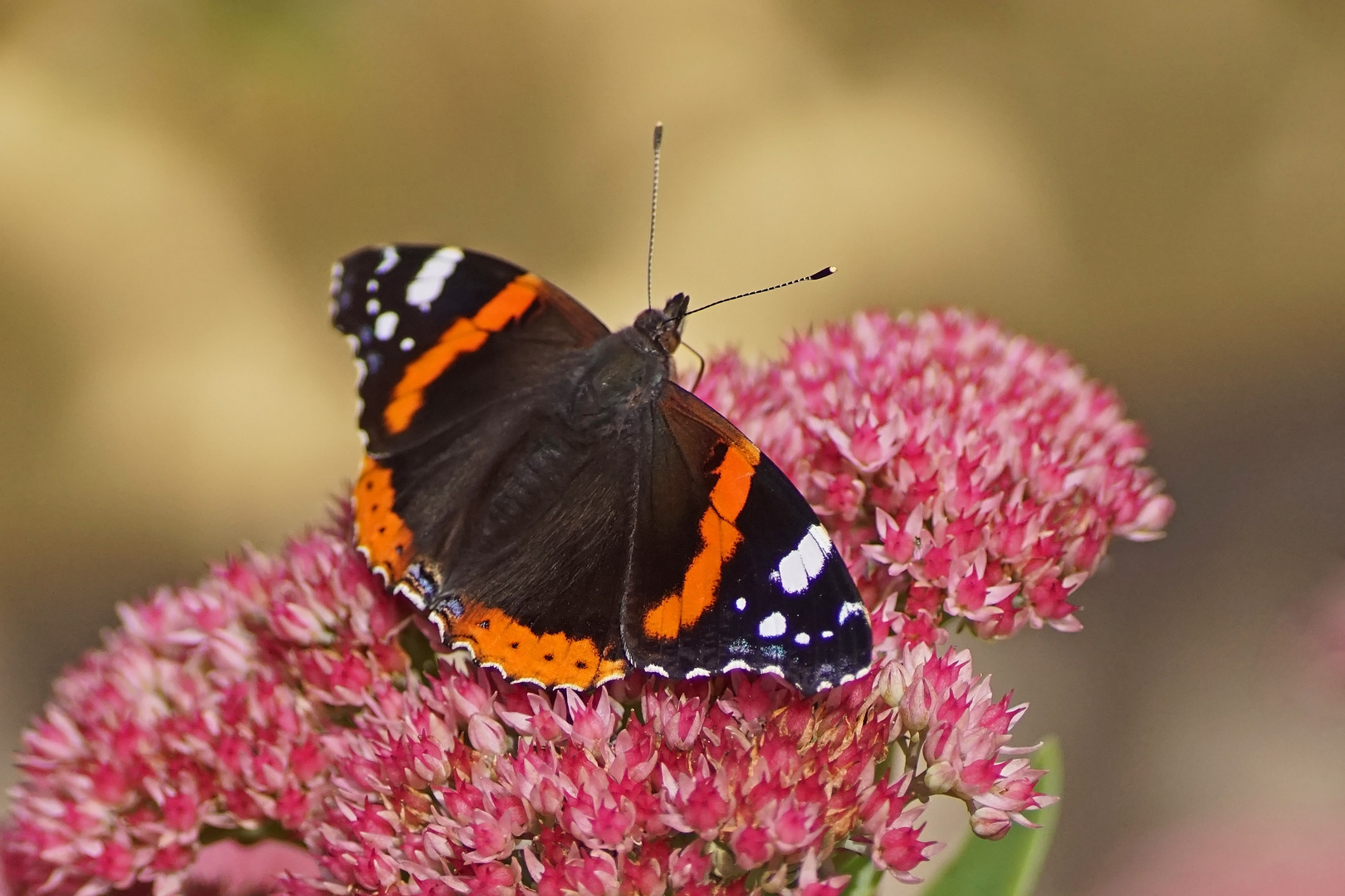 Admiral (Vanessa atalanta)