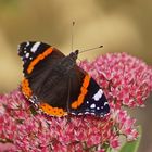 Admiral (Vanessa atalanta)