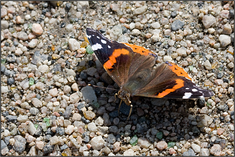 Admiral (Vanessa atalanta)