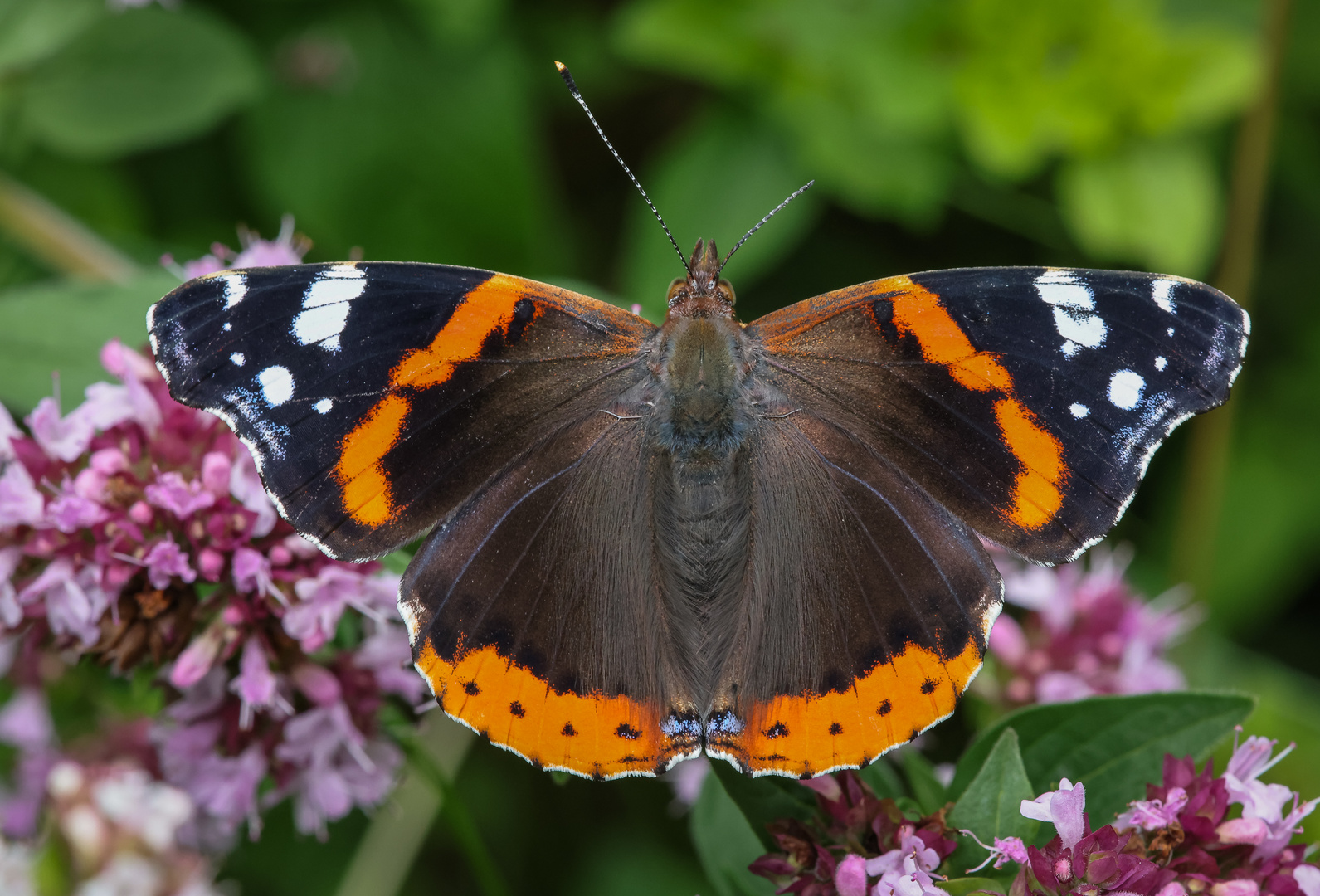 Admiral (Vanessa atalanta)