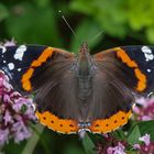 Admiral (Vanessa atalanta)