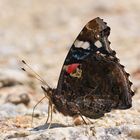 Admiral (Vanessa atalanta) bei der Mineralienaufnahme