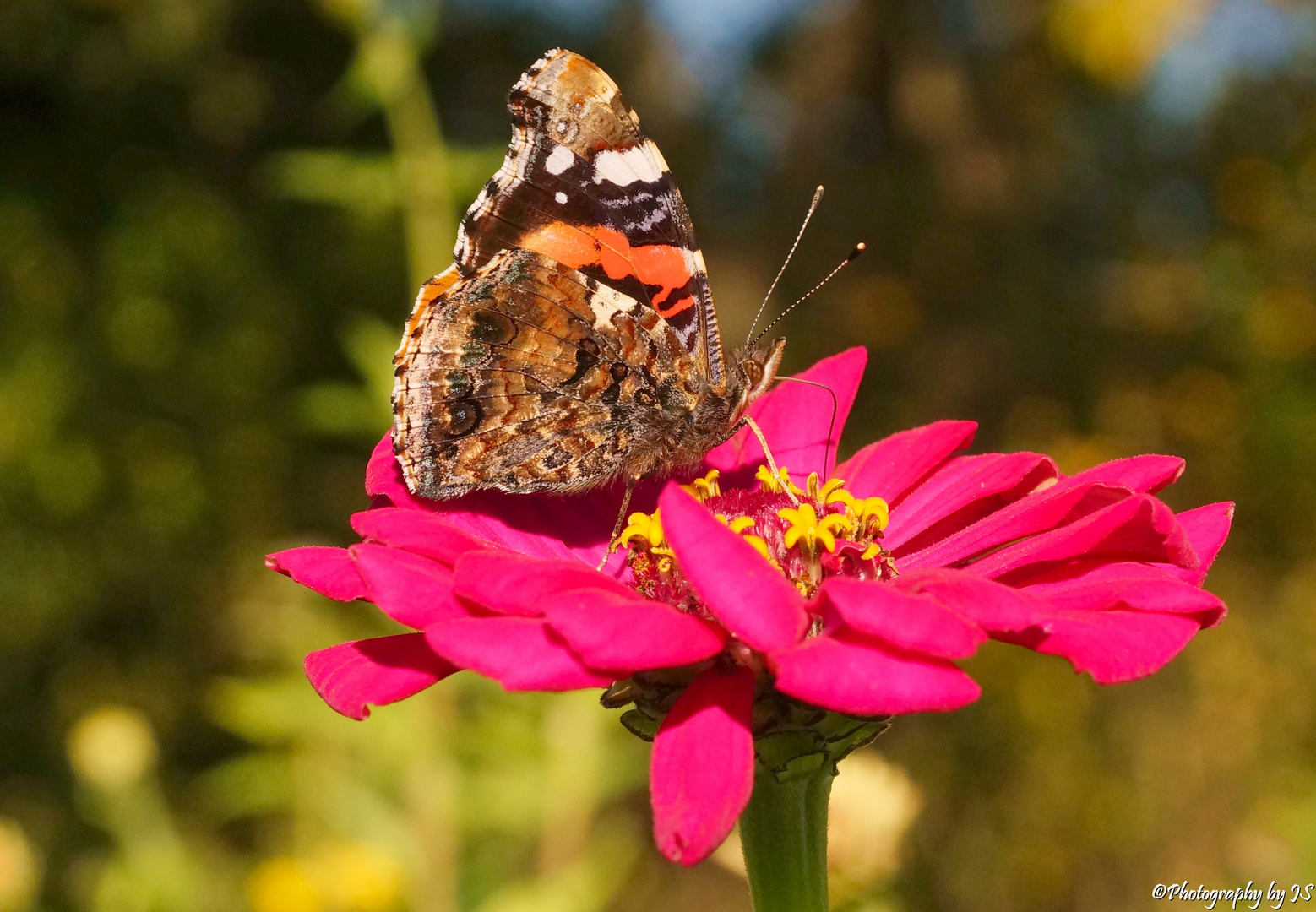 Admiral (Vanessa atalanta) beim Nektarsaugen