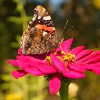 Admiral (Vanessa atalanta) beim Nektarsaugen