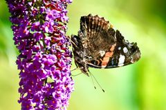 Admiral (Vanessa atalanta)