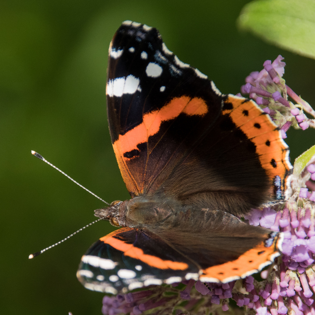 Admiral /  Vanessa atalanta 