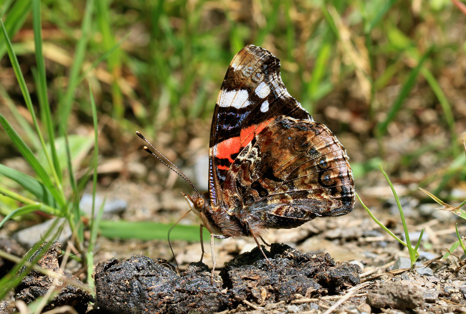 Admiral, Vanessa atalanta 