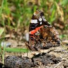 Admiral, Vanessa atalanta 