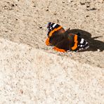 Admiral (Vanessa atalanta)