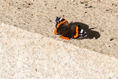 Admiral (Vanessa atalanta)