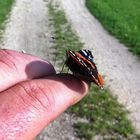 Admiral (Vanessa atalanta)