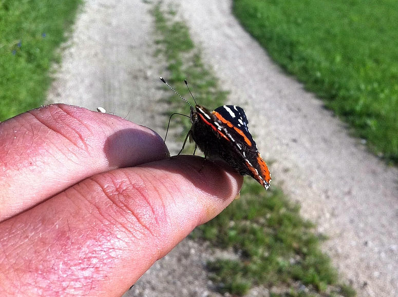 Admiral (Vanessa atalanta)