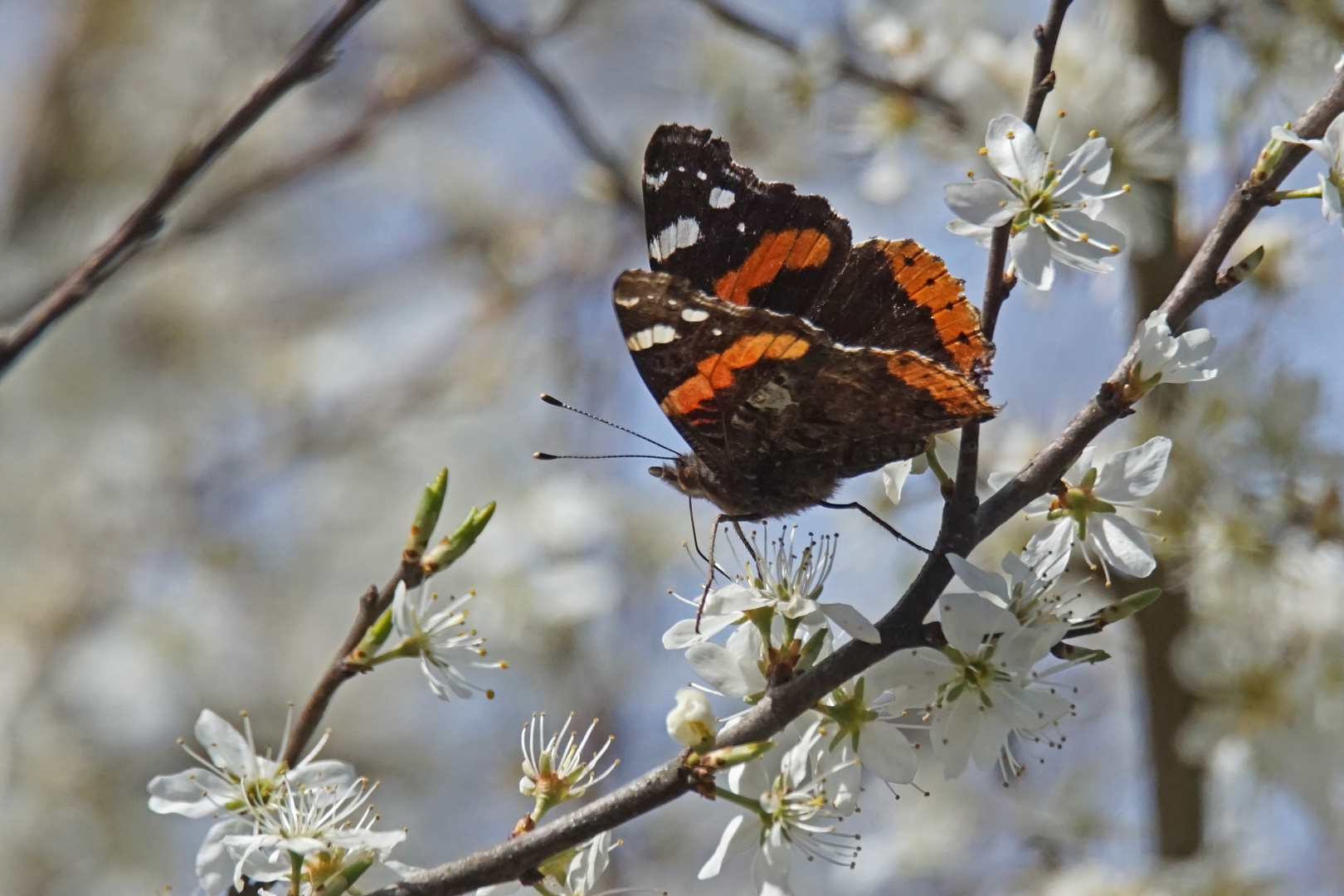 Admiral (Vanessa atalanta)