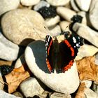 Admiral (Vanessa atalanta)